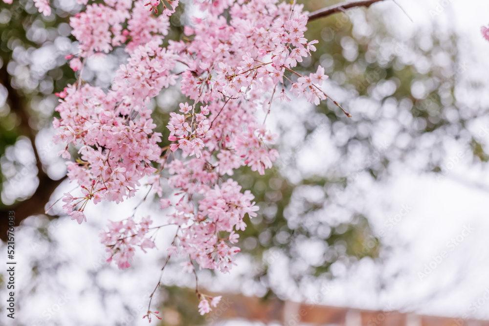 ピンク色が綺麗な満開の桜の花