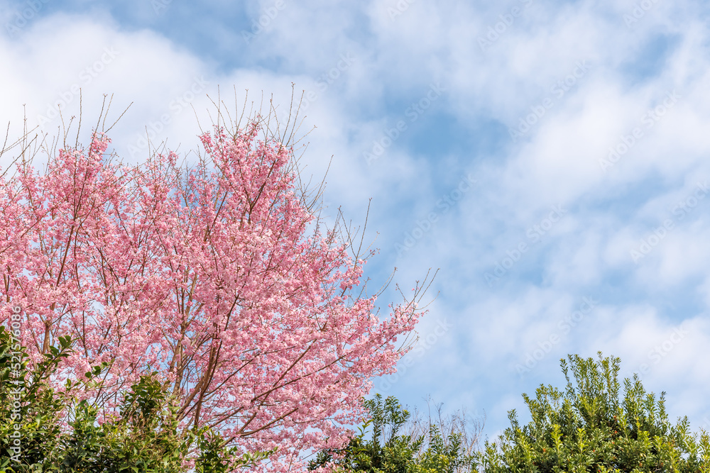 ピンク色が綺麗な満開の桜の花