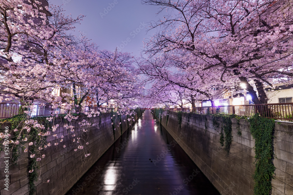 目黒川沿いの満開の夜桜