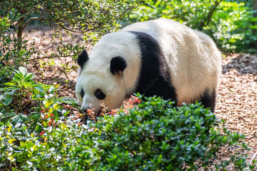 Giant panda in Chengdu city Sichuan province, China.