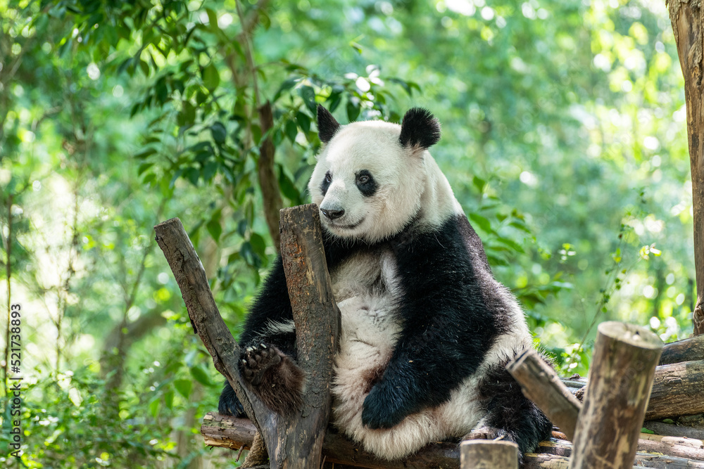 Giant panda in Chengdu city Sichuan province, China.