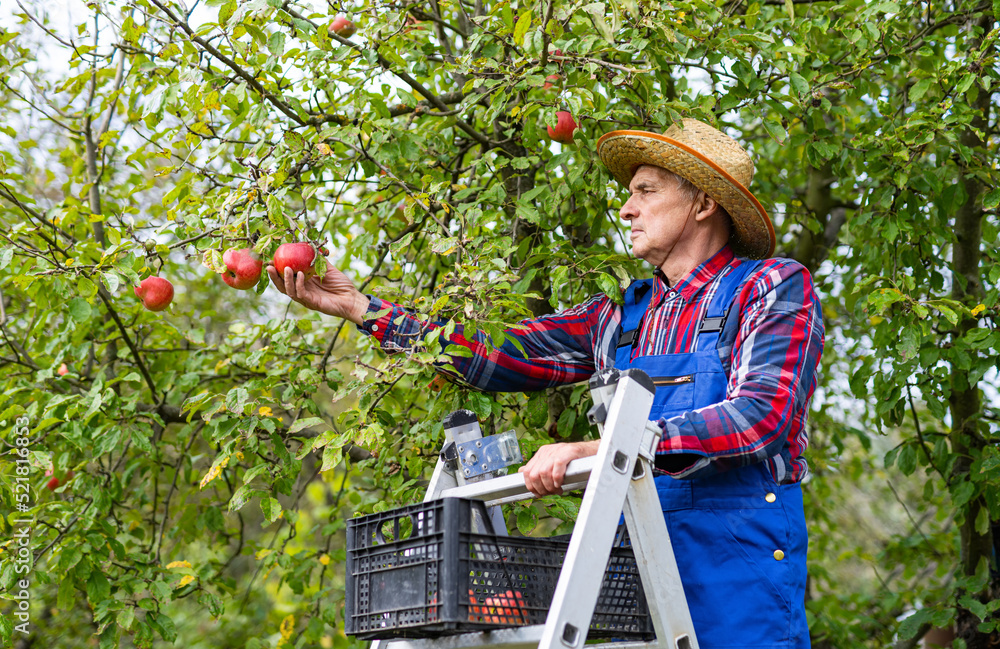 Gardener farming apples in basket. Countryside natural orchard harvesting.