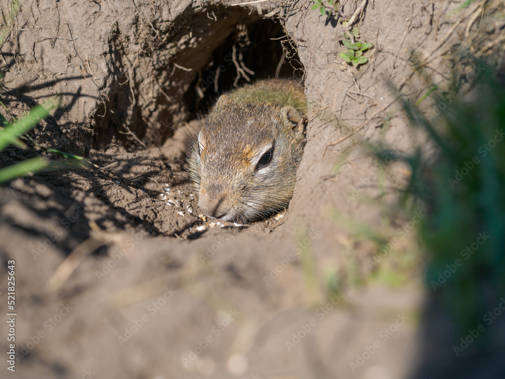 Gopher on the lawn is sticking its head out of its hole.