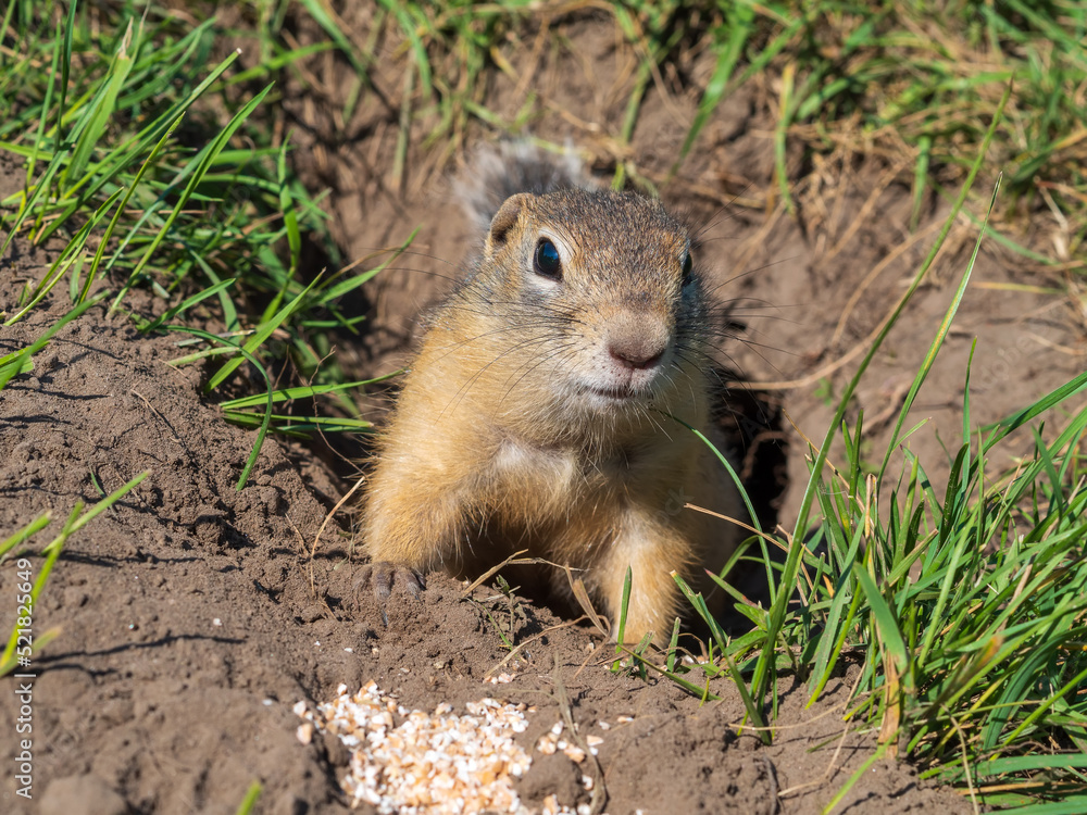 Gopher on the lawn is sticking its head out of its hole.