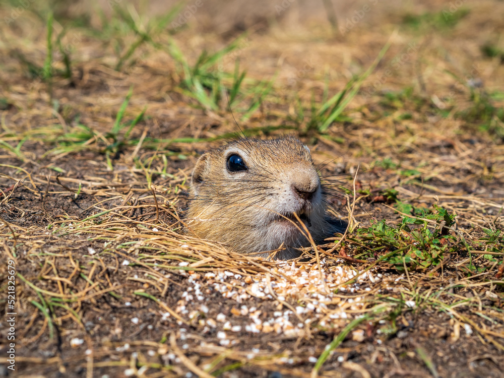 草坪上的Gopher正把头伸出洞里。