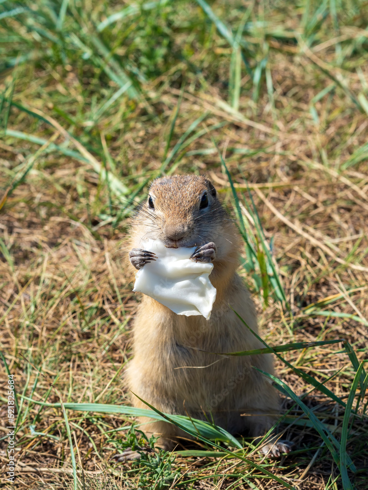 Gopher is eating a cabbage leaf on the grassy lawn