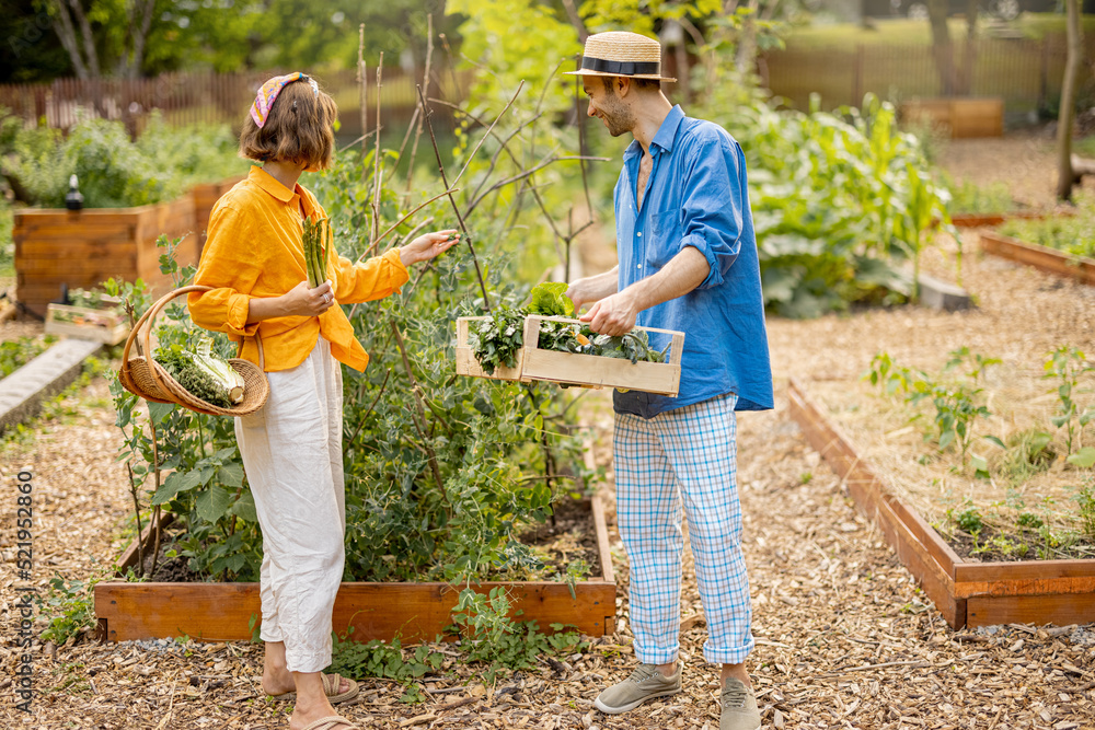 Two stylish farmers harvesting at home garden, standing with freshly picked vegetables and taking ca