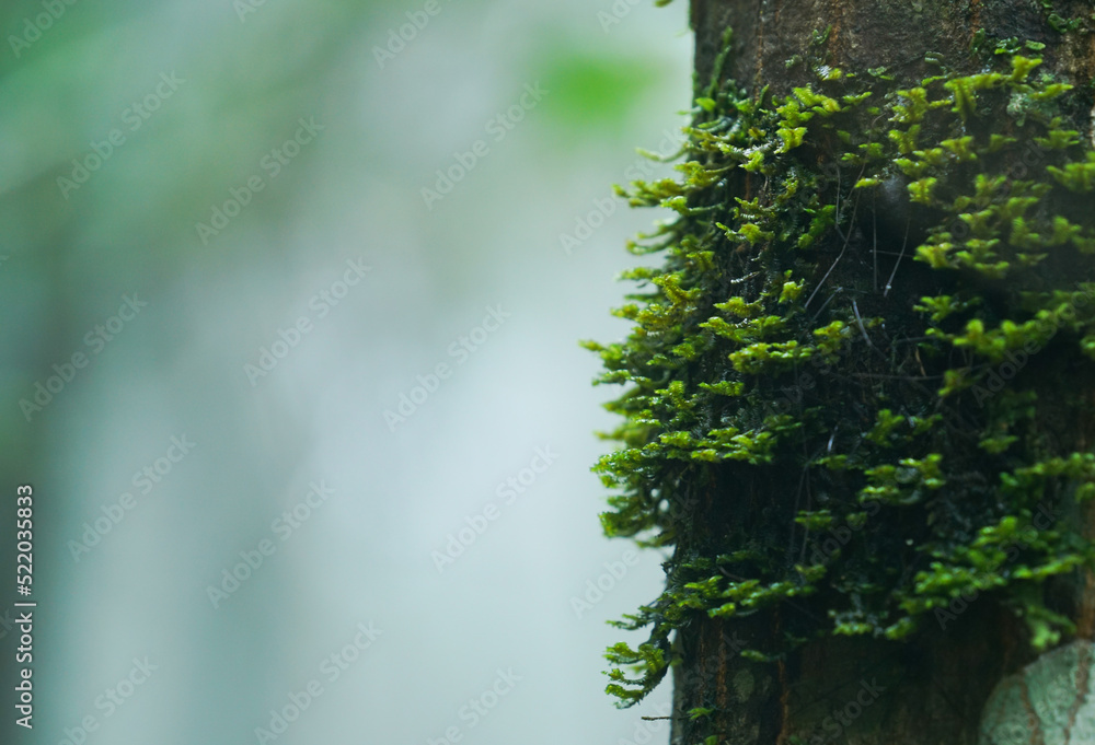 树干上的苔藓