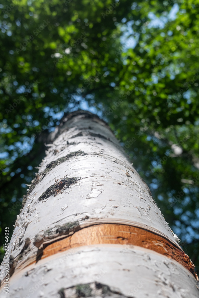 The young green leaves of the tree are the background of nature.