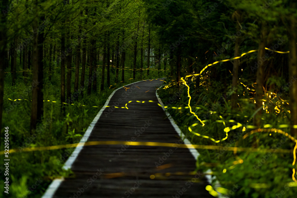 light tracks of flying glowworms in woods