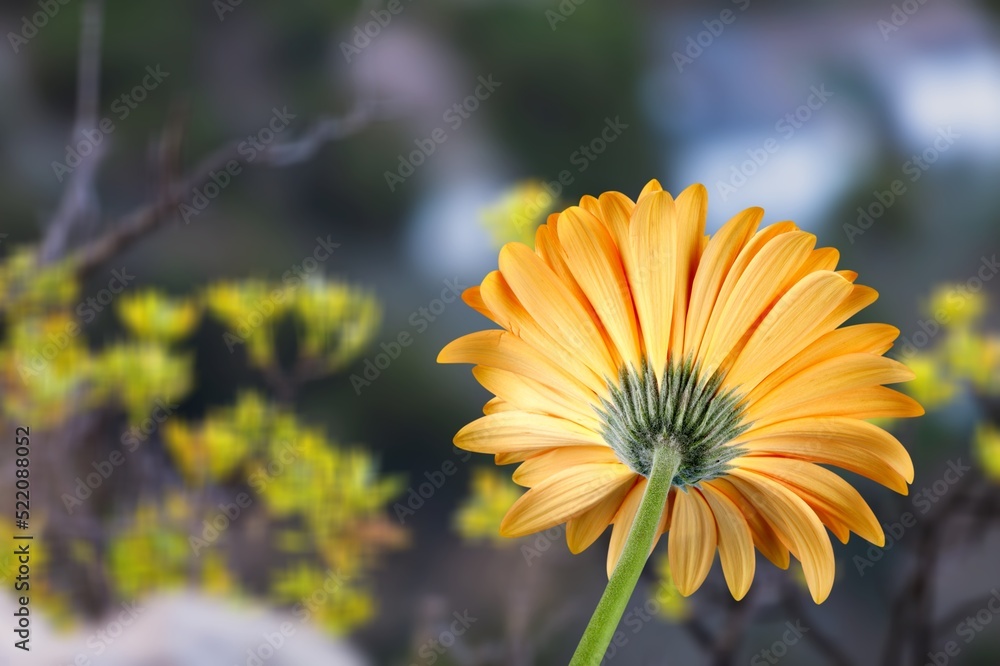 花园里的五彩花朵，景观背景