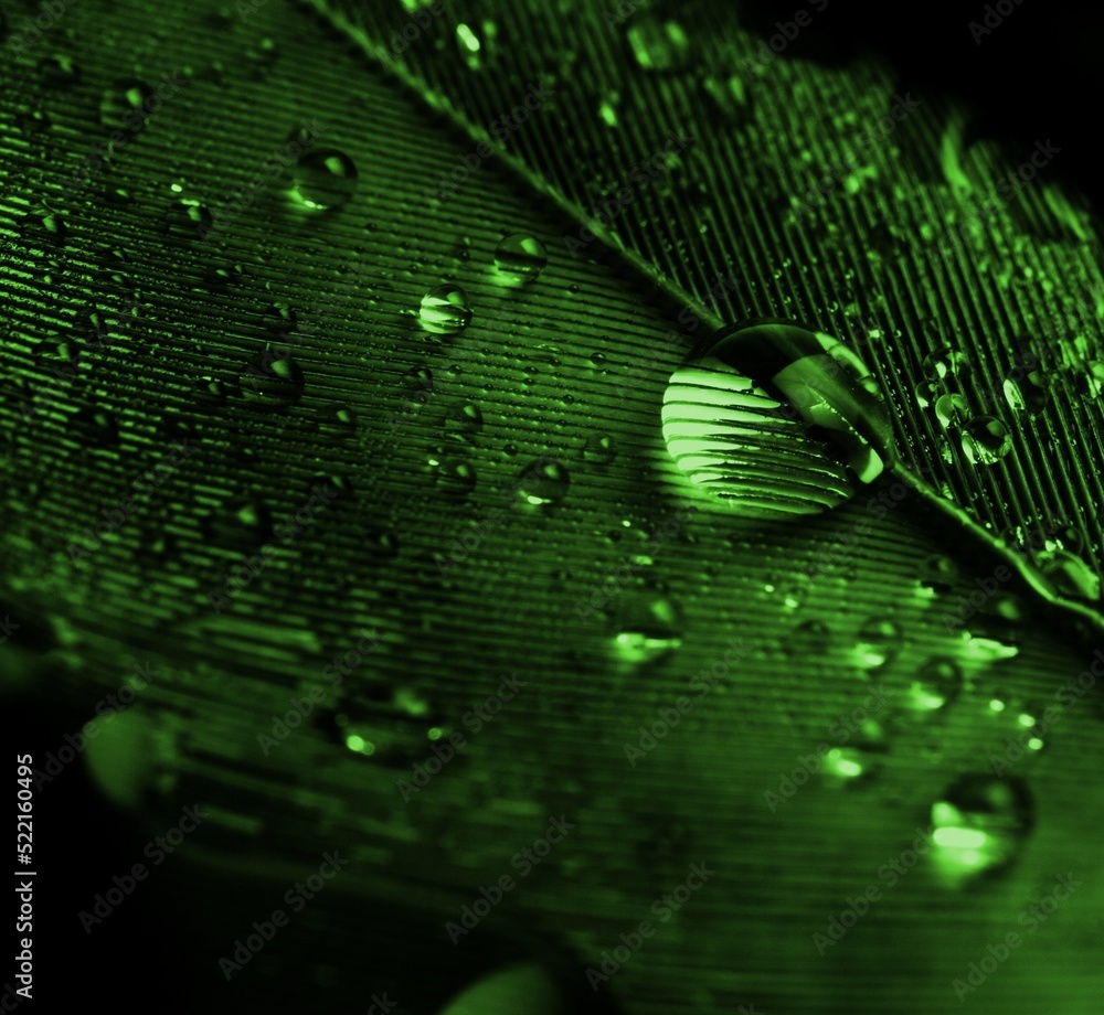 Beautiful abstract green feathers on black background, feather texture