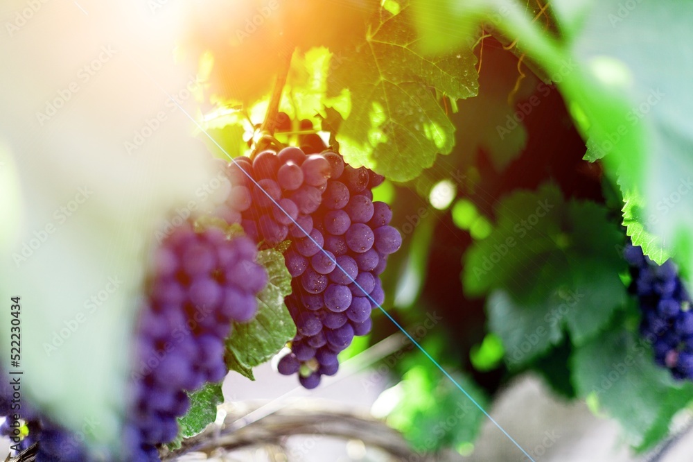 Tasty fresh young grapes in vineyard background