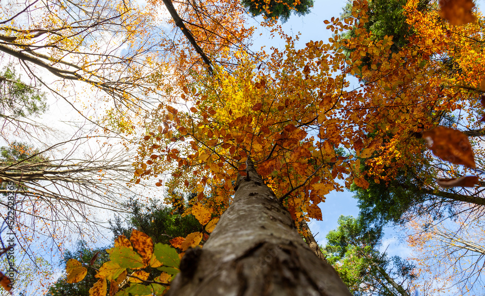 Autumn colourful leaves on beech tree. View from the ground towards the top of the treetop.