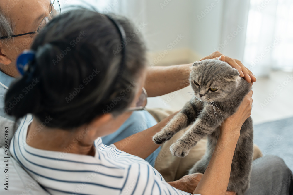 亚洲高级夫妇在客厅抚摸家猫玩耍