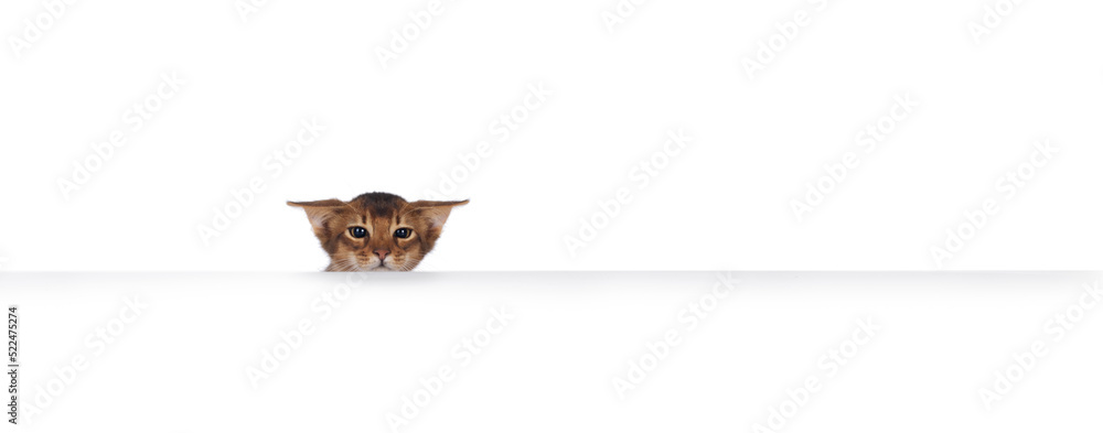 Somali cat kitten on white background