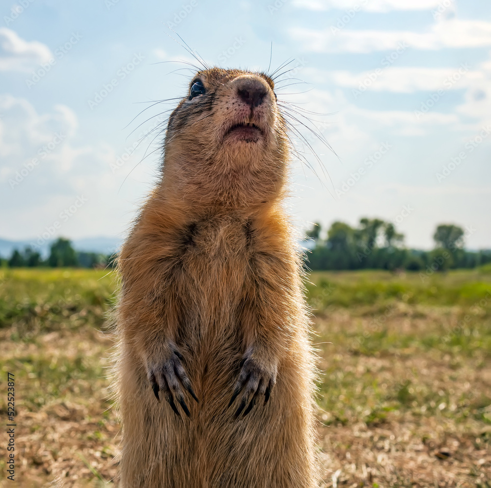 Gopher is standing on its hind legs on the grassy field. Close-up, selective focus.