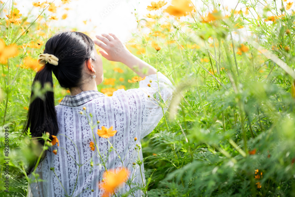 キバナコスモスと女性の後ろ姿