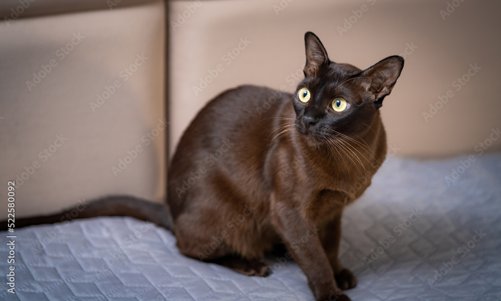 Portrait of grey funny cat. Pretty dark kitty close up.