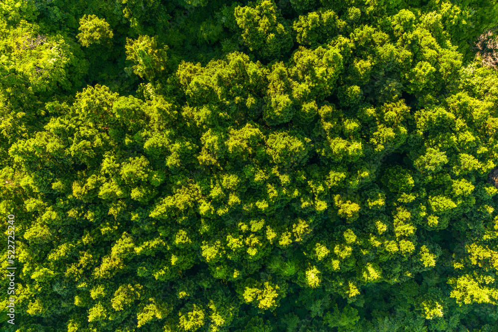 森林のパターン　early summer forest, mountain forest