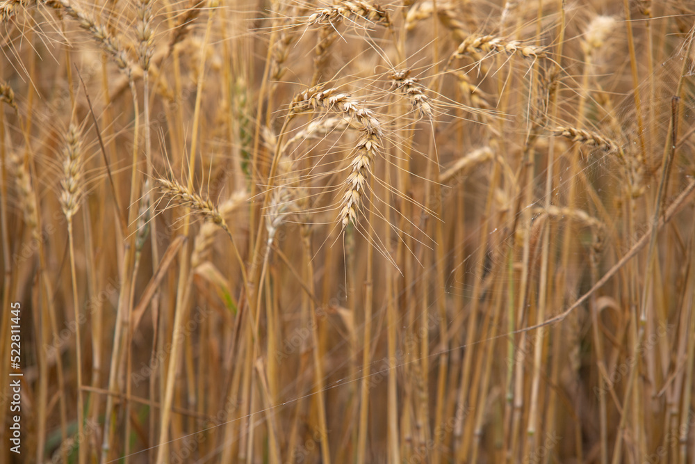 Ripe wheat in the field, background