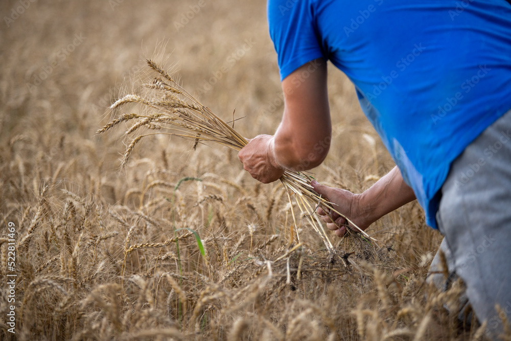 Male hands hold wheat, field.