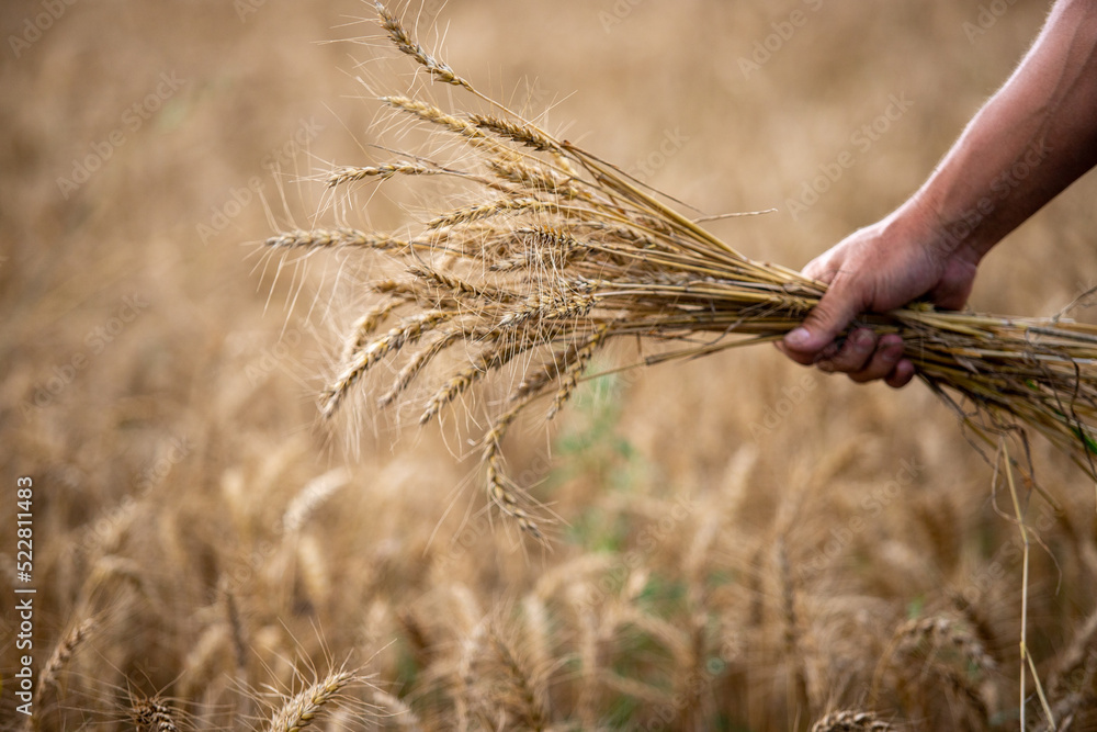 Male hands hold wheat, field.