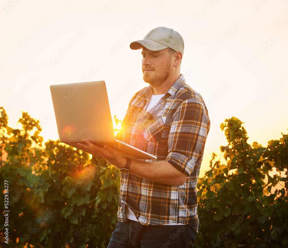 Farmer typing on a laptop outdoors using the internet to plan a harvest and crop growth on a vineyar