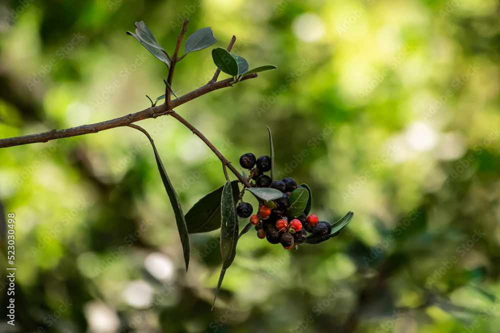 cranberry on small branch in forest, green leaves, shallow depth of field, shot with telephoto lens