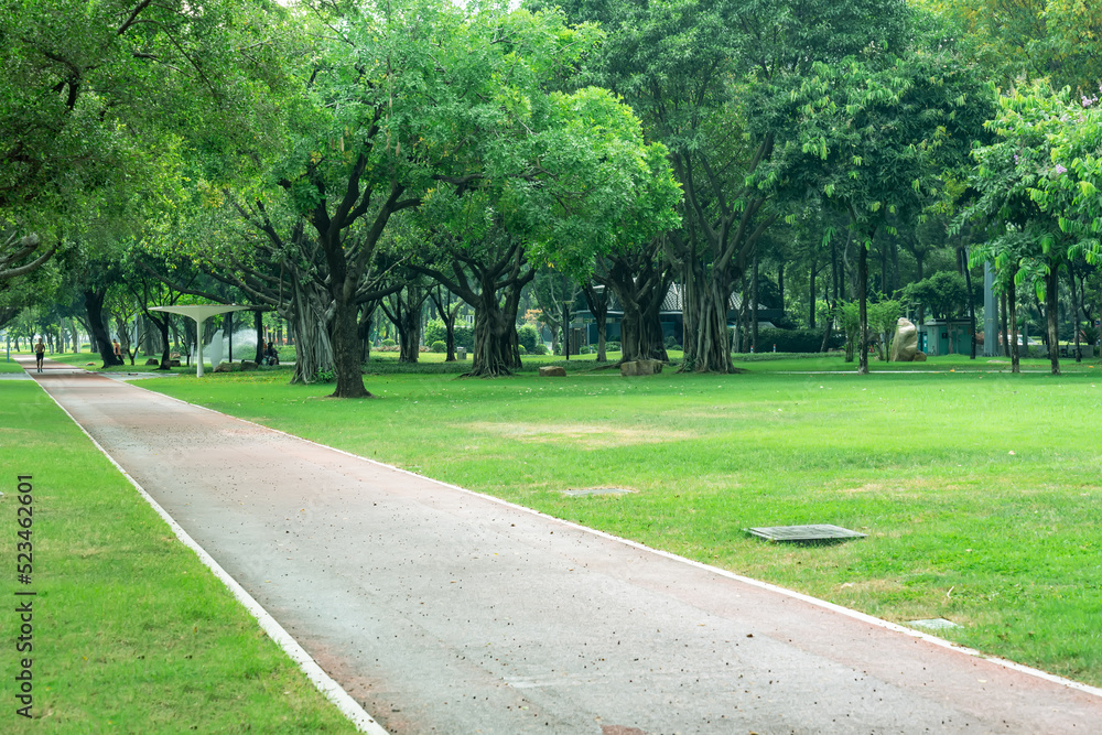 Park sunshine green woods background