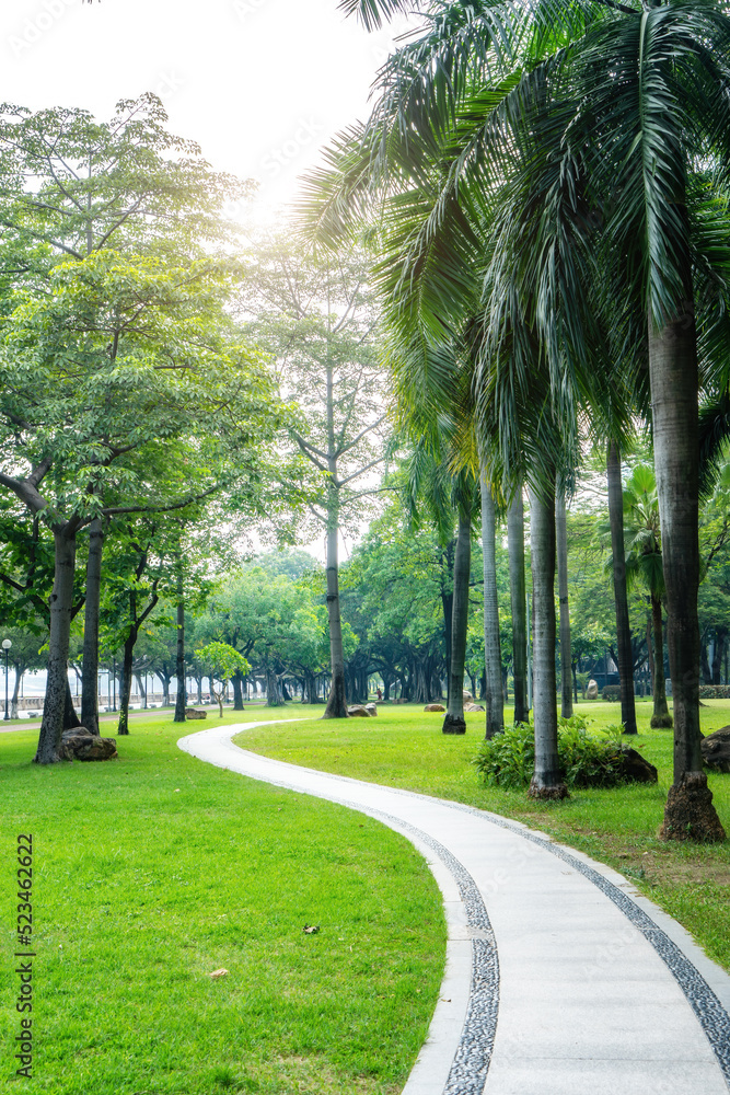 Park sunshine green woods background