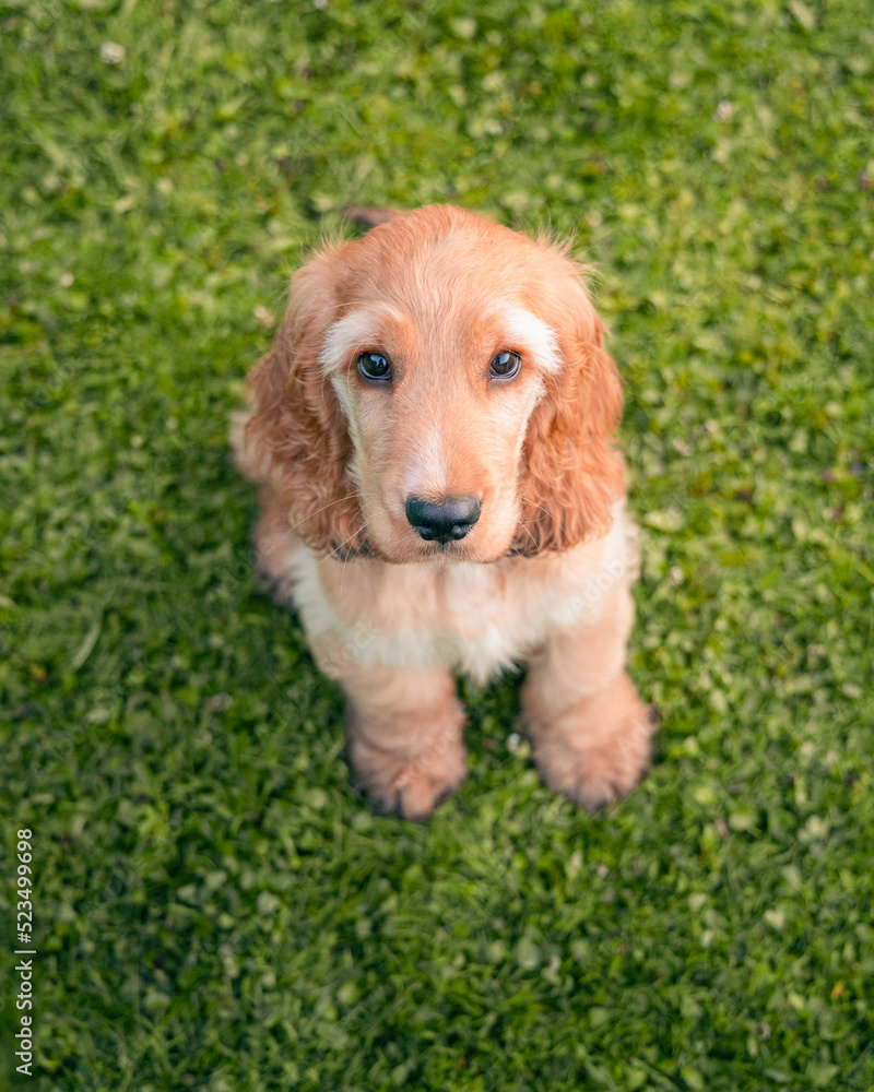 英国可卡犬小狗