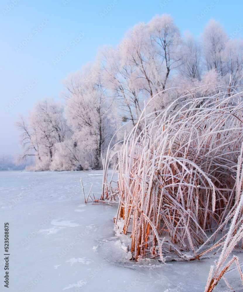 美丽的冬季景观背景，白雪皑皑的树木和冰冷的河流。美丽的阳光明媚的冬天