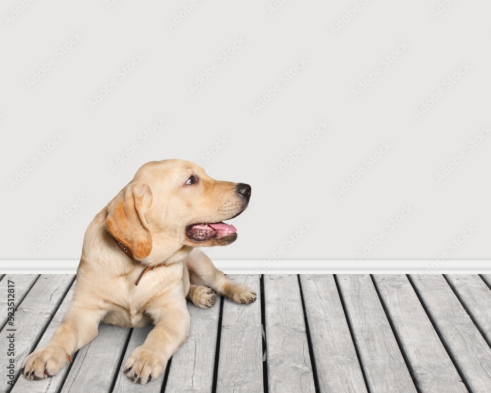 Adorable smart dog smiling sitting and posing. Dog behavior and obedience training