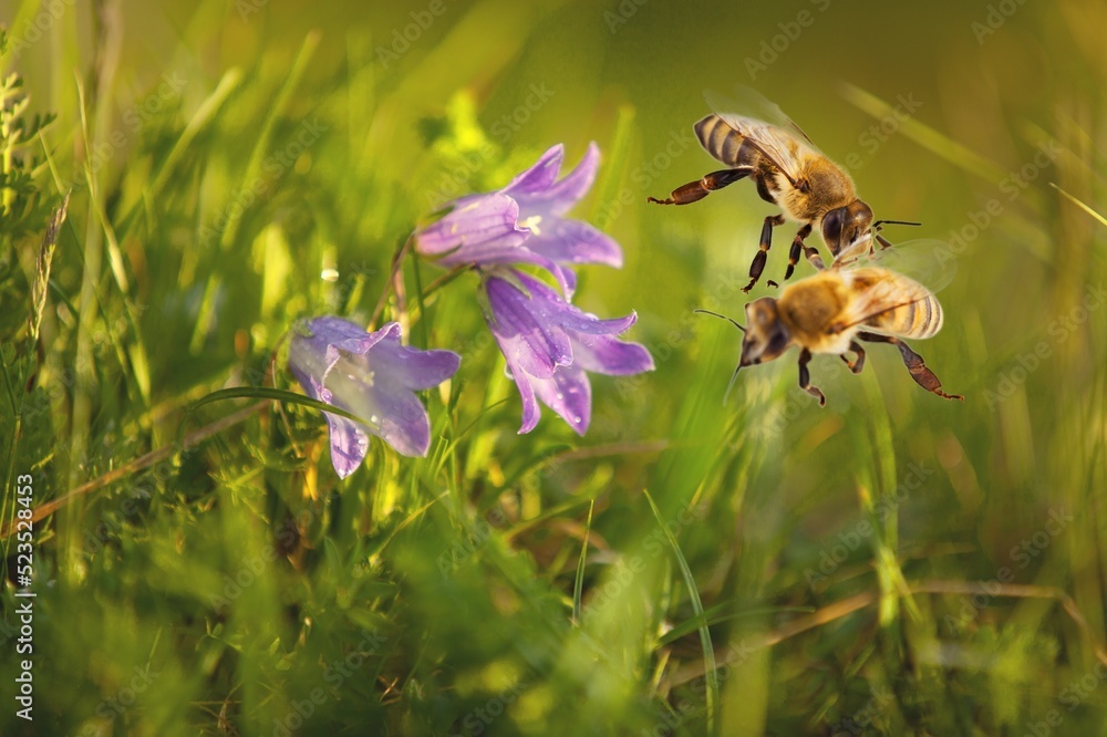 小蜜蜂采集花蜜