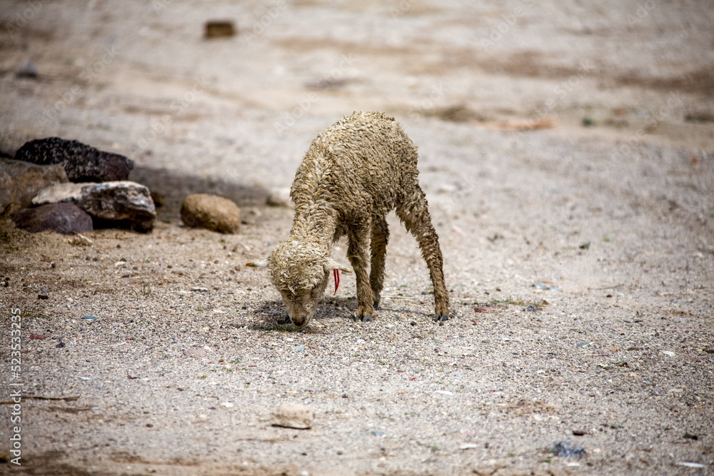 Dirty baby sheep on the streets of Bolivia village.