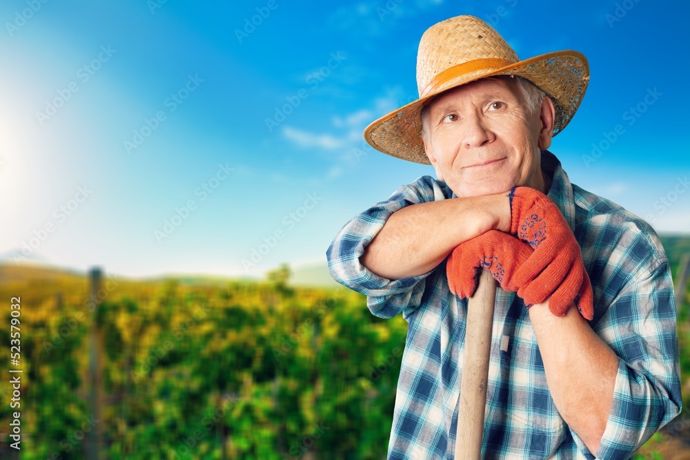 Happy man picking on a field on a sunny day. Farmer is harvesting concept