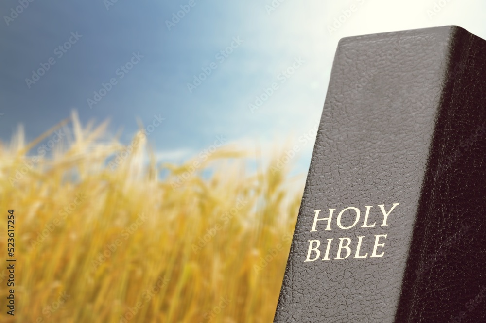 Human hand holds a Holy Bible Book on a ripe barley field in the summer harvest season.