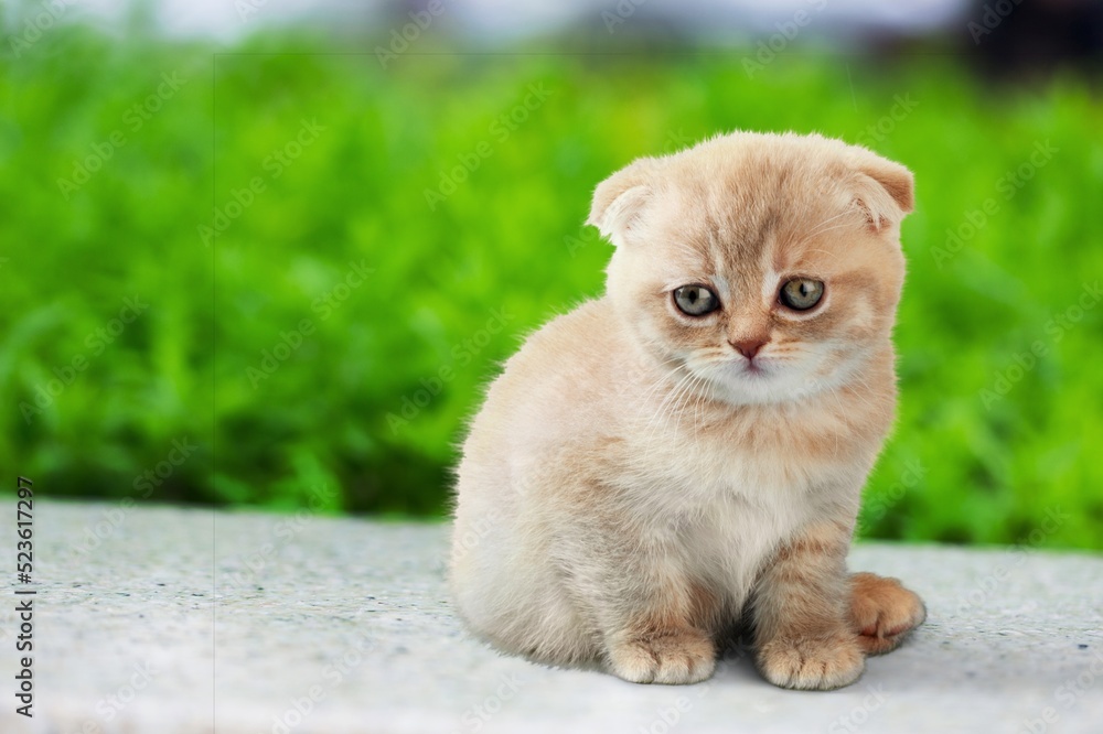 Cute young cat kitten posing on the background.