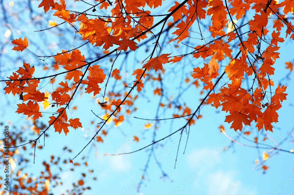 Autumn leaves on the sky