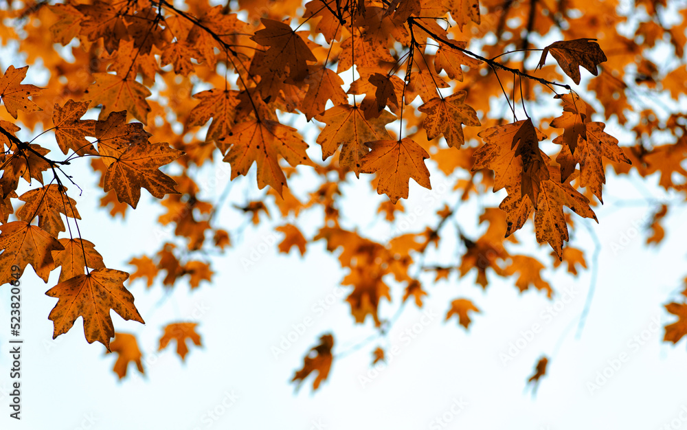 Autumn leaves on the sky