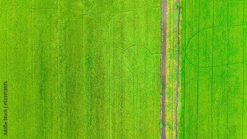 Top view Beautiful golden green paddy rice  seeds  field Ear of rice