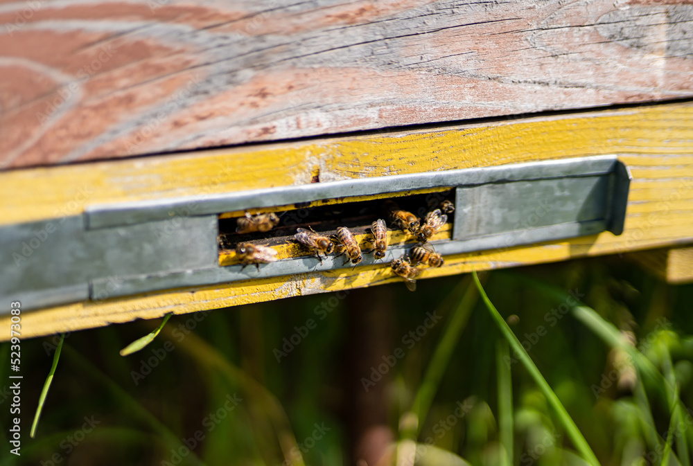 Close up view of honey farming insects. Ecology nectar beekeeping.