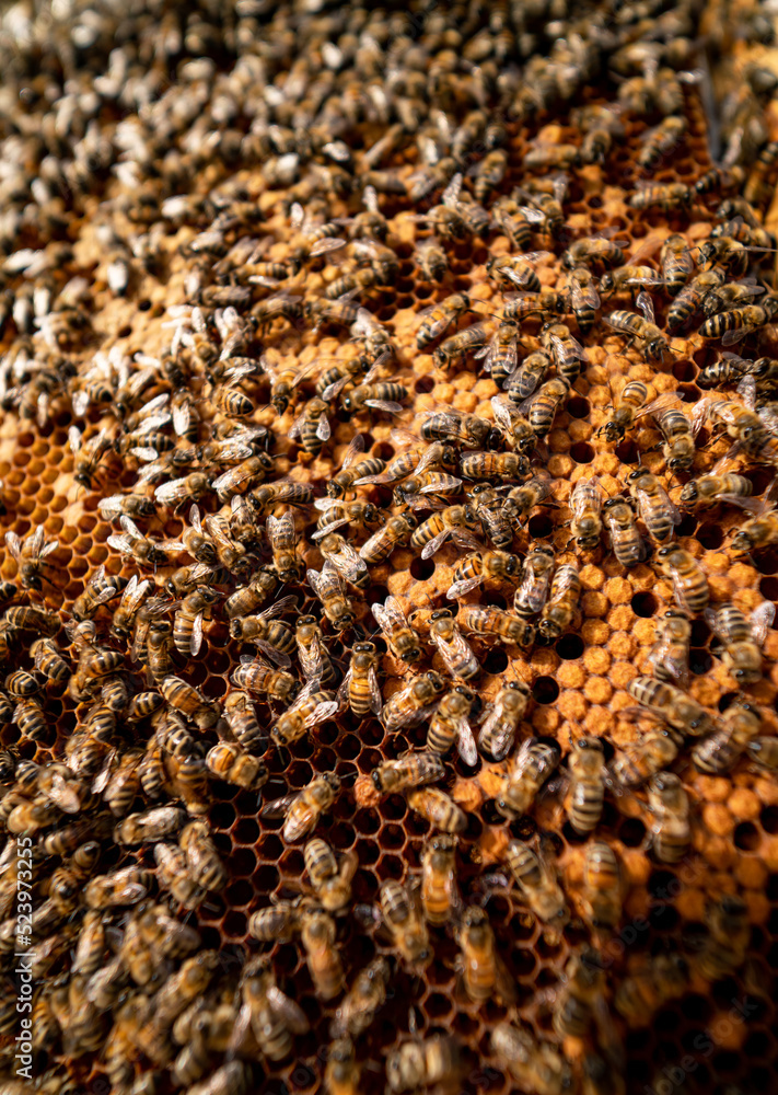 Natural insect honeycombs. Macro view of bee hives.