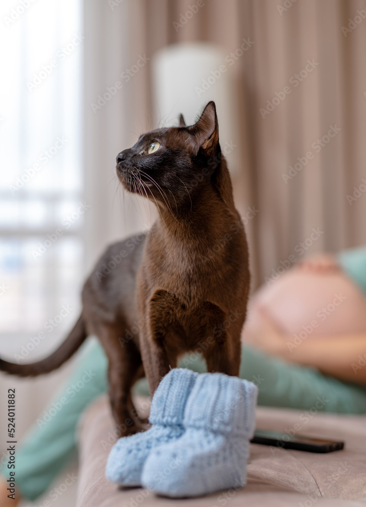 深色小猫穿着小婴儿鞋。婴儿猫穿着儿童鞋。