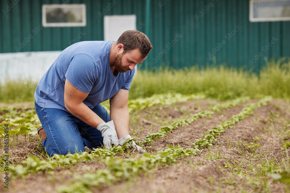 Sustainable farmer planting and growing vegetable crops or plants on his farm land with farming gear