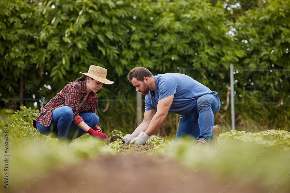 Sustainability farmers planting green plants in earth or soil on agriculture farm, countryside field