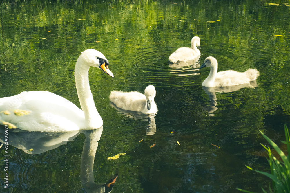 Swan + Signets