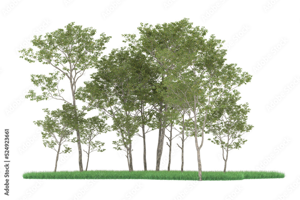 Forest on transparent background. 3d rendering - illustration