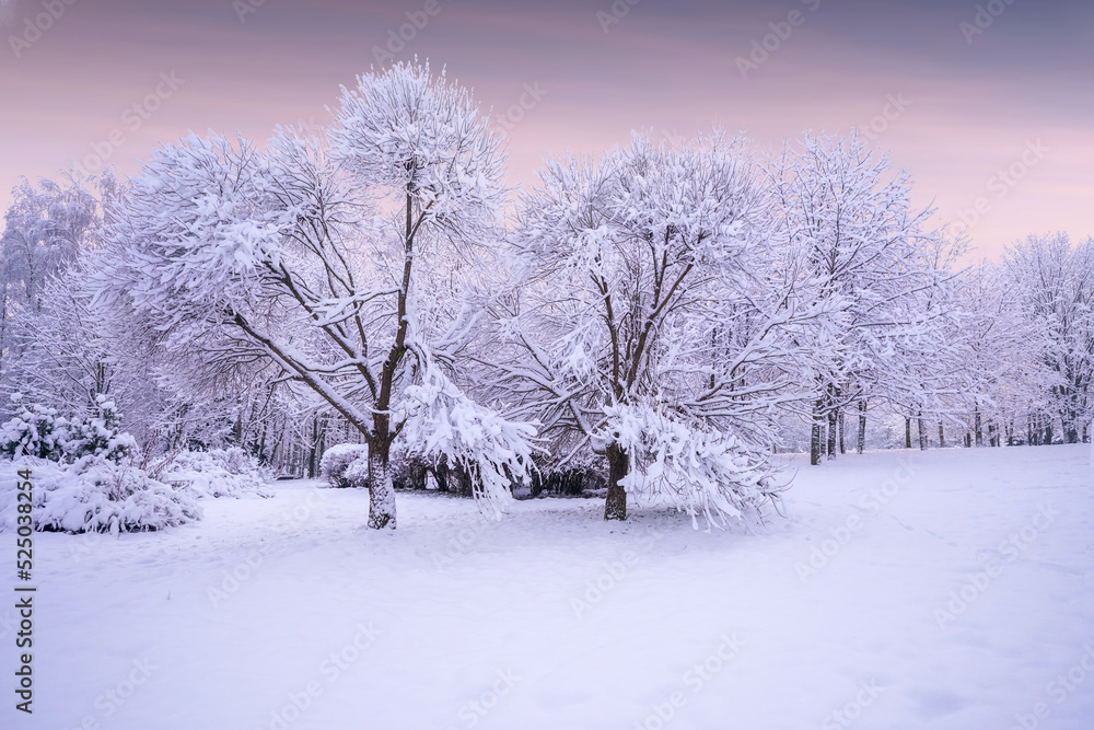 Beautiful natural landscape of city park in winter with fluffy deciduous trees covered with hoarfros